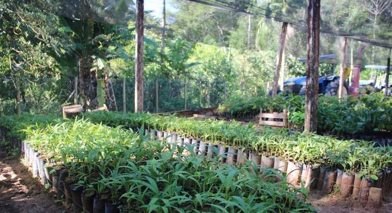 Viveiro municipal faz doação de mudas de plantas nativas para produtores  rurais de Domingos Martins - Cidades - R7 Folha Vitória
