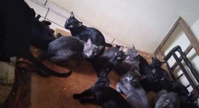 Com mais de 30 gatos adotados, idosa de Viana enfrenta dificuldades financeiras - Vimarsana News