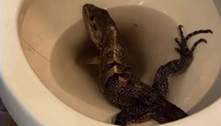 Homem encontra iguana furiosa dentro de vaso sanitário nos EUA