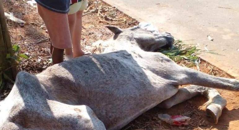 Menino de 10 anos que ajudava a socorrer cavalo abandonado é atingido por tiro de chumbinho - Vimarsana News