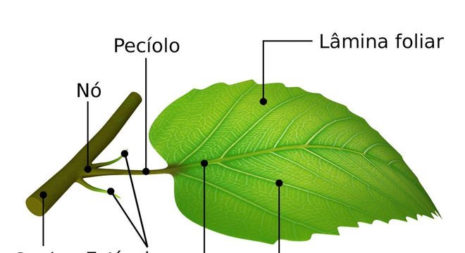 Folhas - Conheça os principais tipos, quais são as partes e características