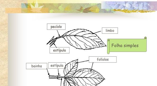 Folhas - Conheça os principais tipos, quais são as partes e características