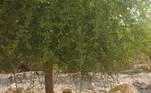 Segundo Rushansky, as árvores com folhas pequenas e espinhos compõem a vegetação clássica do deserto. O local abriga uma importante espécie citada na Bíblia, a Ziziphus spina-christi. 