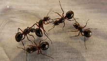 Estudo treina formigas para 'farejar' células cancerígenas