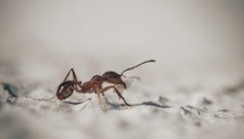 Entenda por que as formigas invadem equipamento eletrônicos 