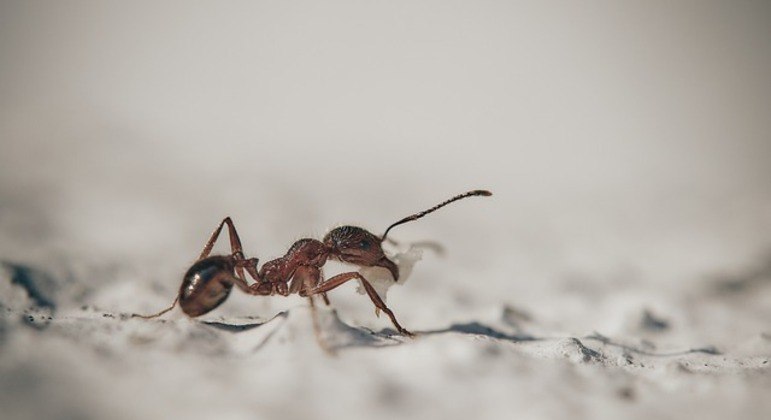 Formigas podem danificar equipamentos eletrônicos ao invadir espaços em busca de calor