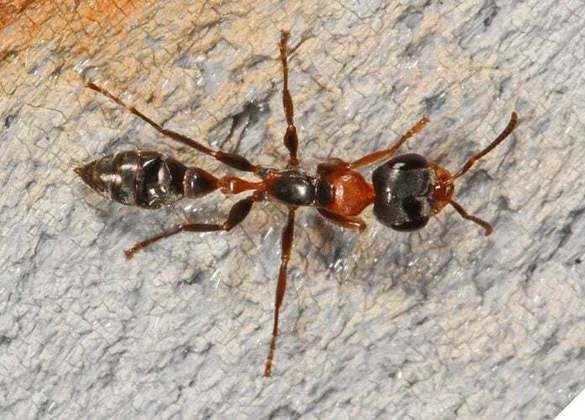 Formiga- Esses inseto vive em colônias organizadas. Existem mais 18 mil espécies de formiga pelo mundo. Elas  trabalham em conjunto e têm funções específicas para garantir a sobrevivência, podendo carregar até 100 vezes o seu peso.