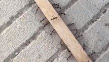 Formigas manobram palito de sorvete e inspiram a web: 'Poder da unidade'