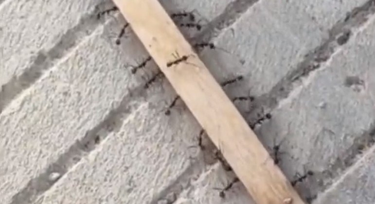 Formigas manobraram palito de sorvete e inspiraram internautas