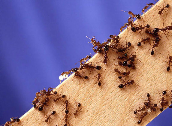 Formiga-vermelha: A picada dessa formiga é classificada como nível 3 na escala de dor, e é tida como uma das mais agonizantes entre as formigas.