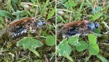 Cenas de horror: insetos 'zumbis' são o mais assustador pesadelo da natureza