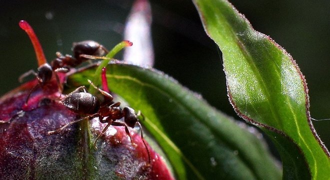 As formigas também contam quando decidem se devem ou não mover os ninhos