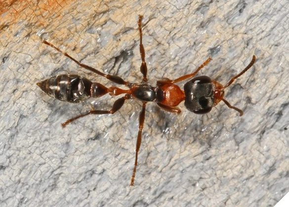 Formigas acácia-de-chifre-de-búfalo: A picada dessa formiga foi descrita por Schmidt como 