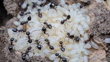 Formigas produzem 'leite' para alimentar larvas, descobrem cientistas