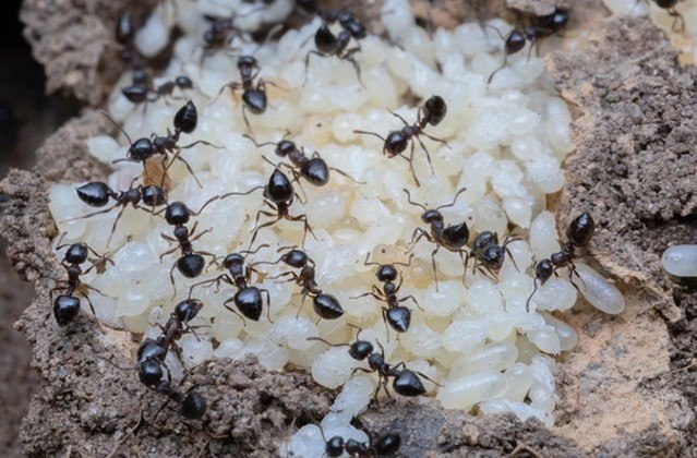 Imagina descobrir que as formigas são capazes de produzir um líquido muito nutritivo muitíssimo semelhante ao leite. Foi o que conseguiu um grupo de cientistas norte-americanos, que pesquisou o interior da crisálida e descobriu que, nessa fase, os insetos produzem um líquido fundamental para o desenvolvimento das larvas. Mas todo o formigueiro o consome, o que iniciou a suspeita de que o leite esteja por trás da intensa cooperação das ações das formigas, ainda um mistério para a ciência
