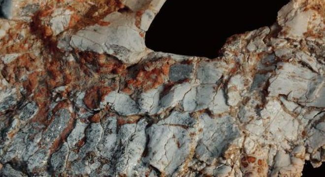 Fóssil achado em MG pode revelar novidades sobre dinossauros
