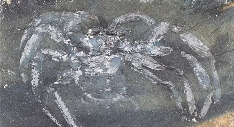 Fóssil de aranha encontrado em pedreira na Alemanha tem mais 310 milhões de anos