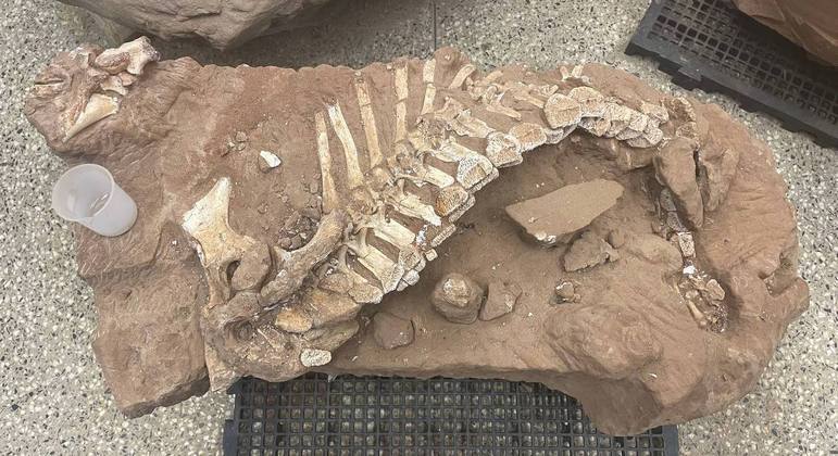 Fóssil da calda de um baurusuchus, réptil crocodilIforme brasileiro que conviveu com os dinossauros