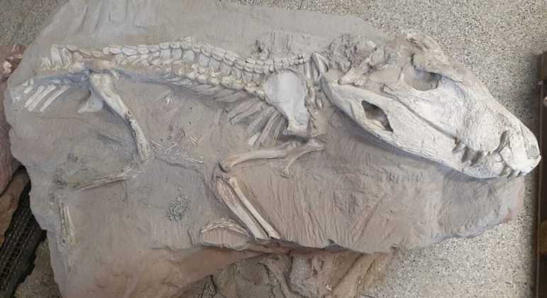 Fóssil de baurusuchus, réptil crocodiliforme brasileiro que conviveu com os dinossauros