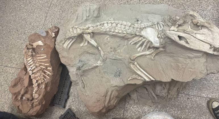 Fóssil de baurusuchus, réptil crocodiloforme brasileiro que conviveu com os dinossauros