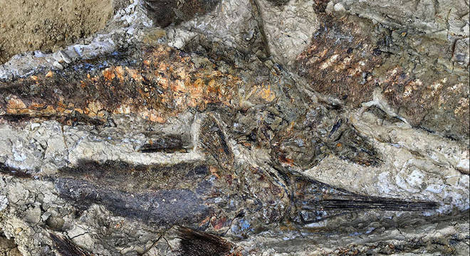 Os peixes fossilizados ficaram uns sobre os outros quando foram jogados em terra pelo seicha