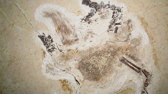 Nach Deutschland geschmuggeltes Dinosaurierfossil wird nach Brasilien zurückgebracht