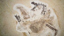 Fóssil de dinossauro contrabandeado para a Alemanha é devolvido ao Brasil 