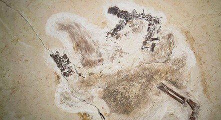 Fóssil do dinossauro Ubirajara jubatus