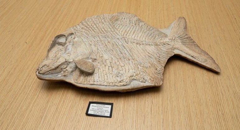 A 100-million-year-old Brazilian fossil that was to be auctioned in Italy has been recovered
