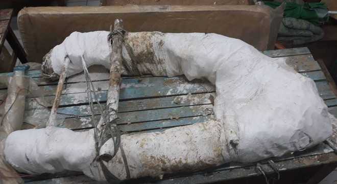 Fóssil de réptil que viveu há 8 milhões de anos é achado no Acre 