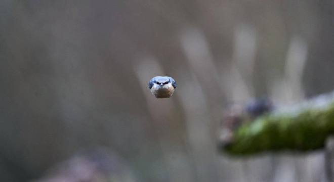 'Parece um pequeno míssil', descreveu o autor da foto
