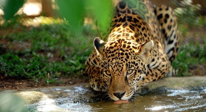 Críticos de Miranda dizem que chefe da Embrapa usa estatísticas de forma controversa