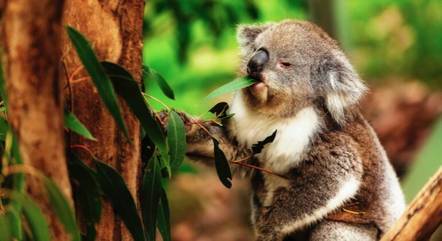 Foto ilustrativa de um coala comendo