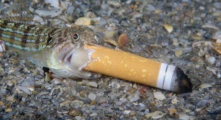 Fotógrafo de peixe com cigarro na boca disse ter salvo o animal da cilada