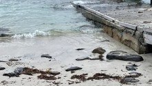 A foto dessa praia esconde um lesma-marinha altamente tóxica