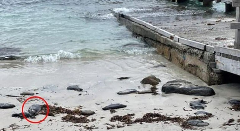 Lesmas-marinhas são difíceis de se detectar entre as rochas presentes na praia