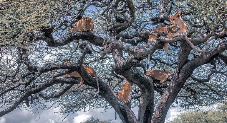 Registro raro mostra leões empoleirados em árvore no Serengeti