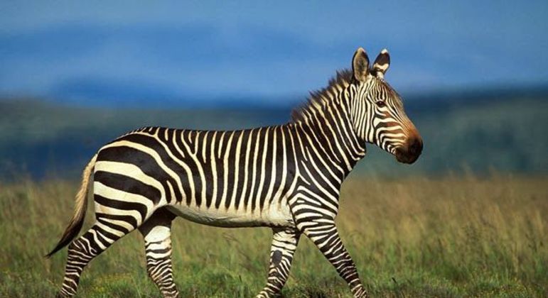 Fotografia de um animal para ilustração do item