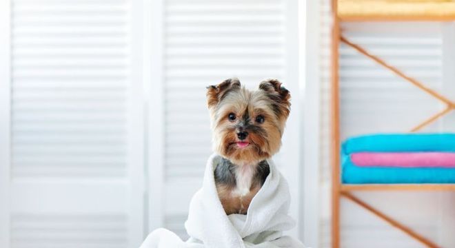 Fotografia de um cãozinho sendo secado para ilustração do item