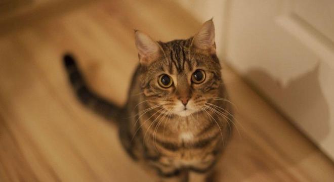 Fotografia de um felino sentado para ilustração do item