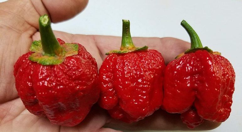 Fotografia de uma 7 Pot Bubblegum para ilustração do item