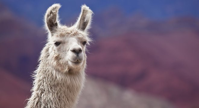  A lhama tem anticorpos menores que os dos seres humanos

