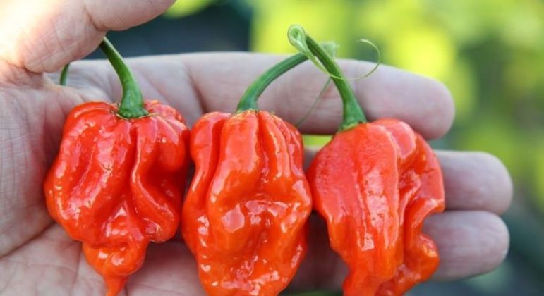 Fotografia de uma Naga Viper para ilustração do item