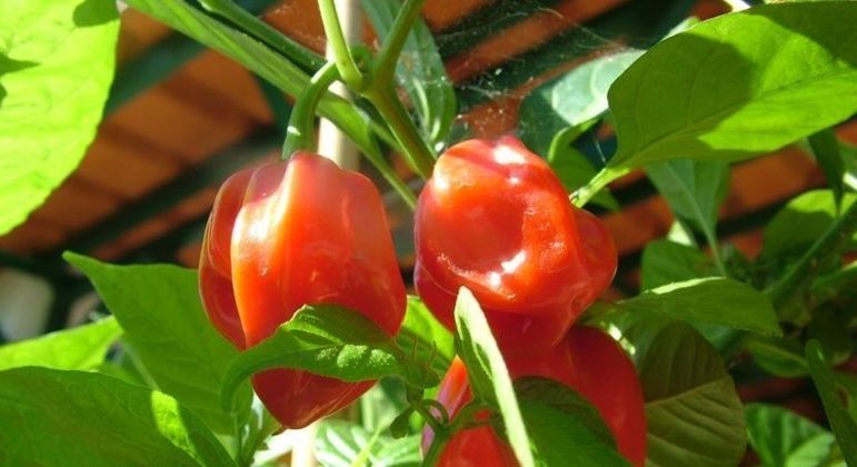 Fotografia de uma Savina Vermelha para ilustração do item