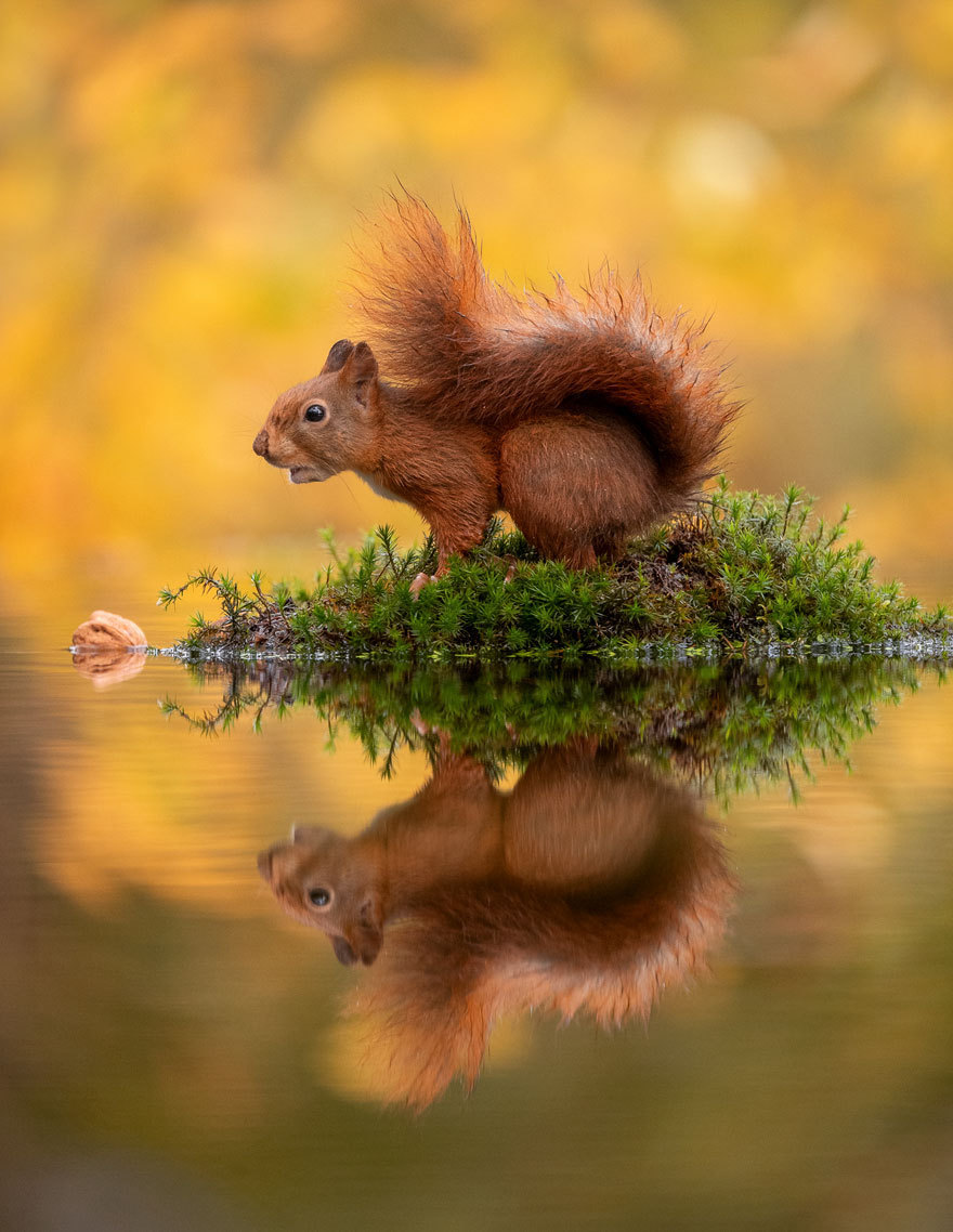 Fotógrafo captura imagens incríveis de esquilo atrás de noz - Fotos