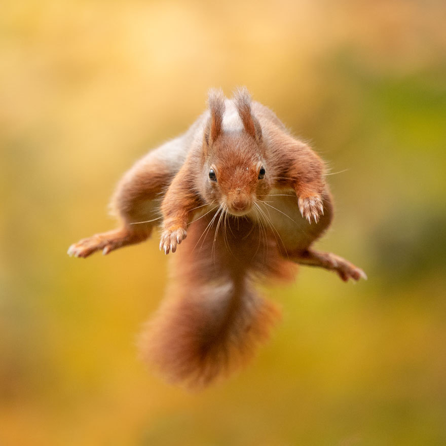 Fotógrafo captura imagens incríveis de esquilo atrás de noz - Fotos