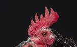 fotógrafo de aves