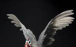 fotógrafo de aves