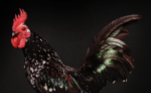 fotógrafo de aves