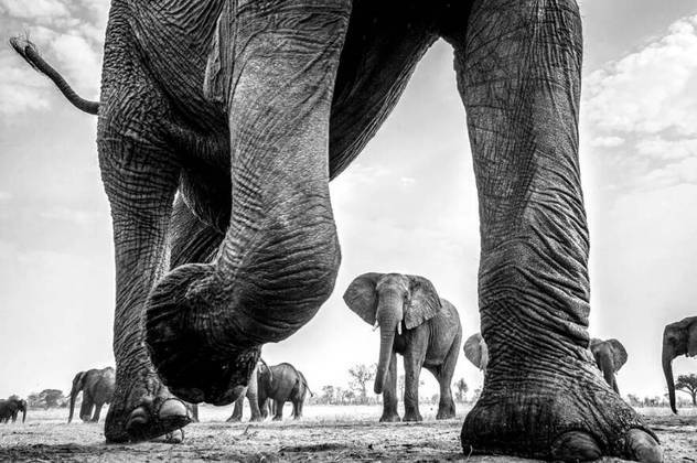 Na Melhor Imagem Única em um Portfólio, a vencedora foi a americana Dana Allen com as patas gigantes dos elefantes